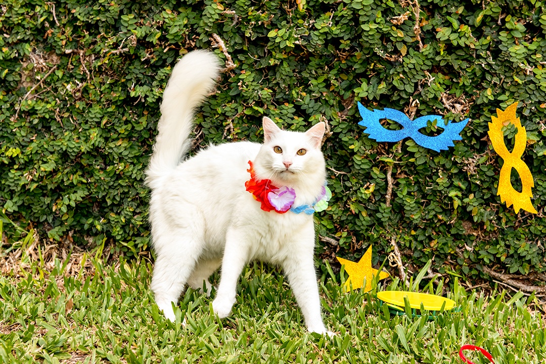 Gato branco no carnaval brasileiro, carnaval de estimação