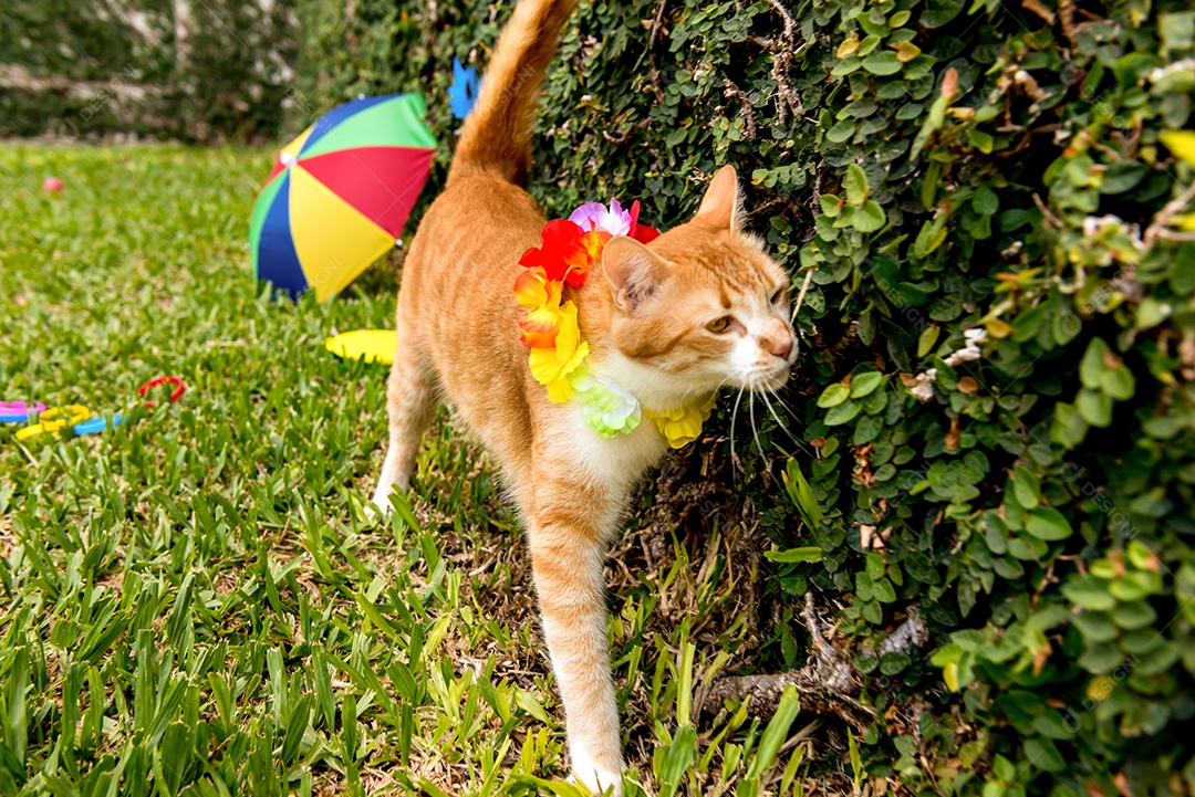 Carnaval de estimação, gato amarelo na festa de carnaval