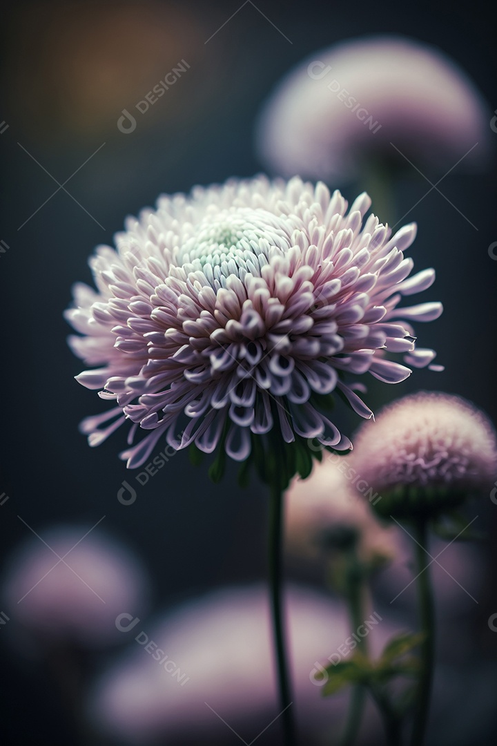 Ilustração de uma flor Crisântemo