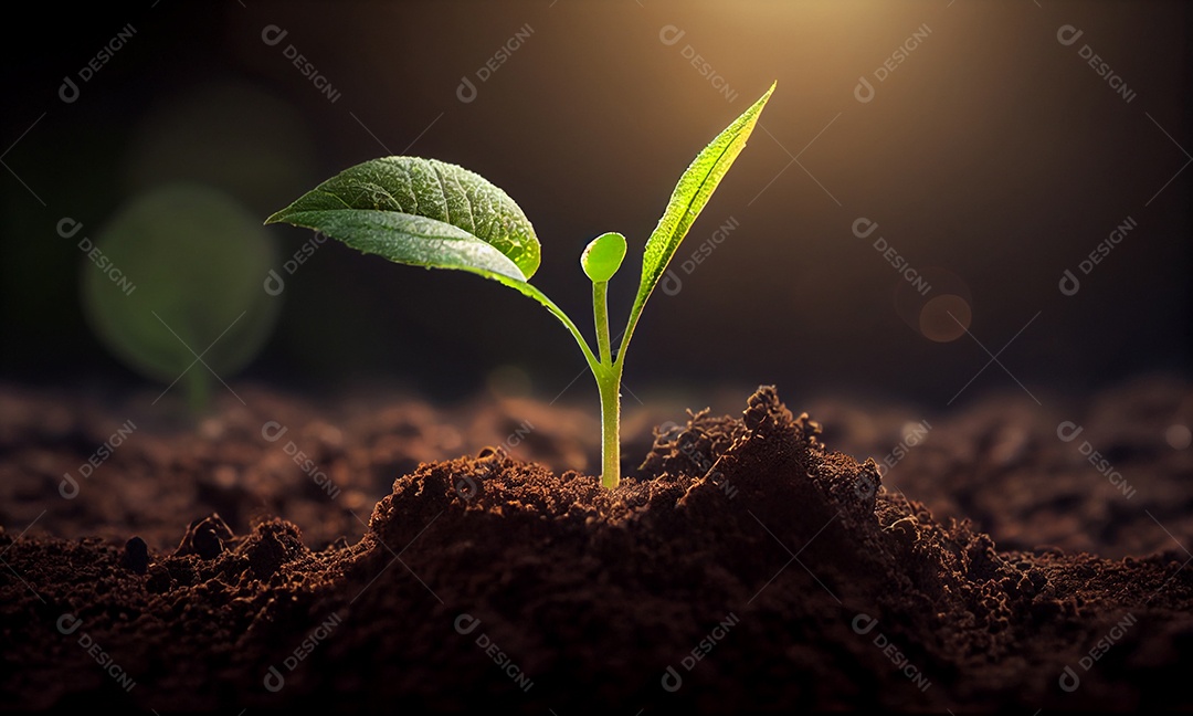 Planta pequena crescendo a partir do solo com bela luz do sol e fundo de vegetação