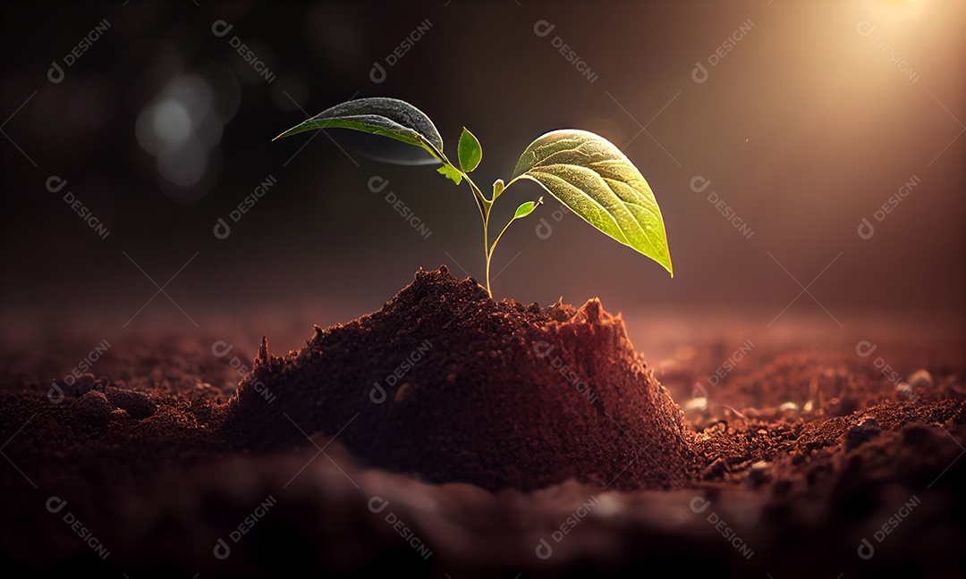Planta pequena crescendo a partir do solo com bela luz do sol e fundo de vegetação
