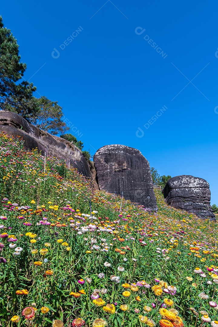 Lindas flores silvestres de prado flor de palha nas montanhas parque nacional Phu Hin Rong Kla Tailândia