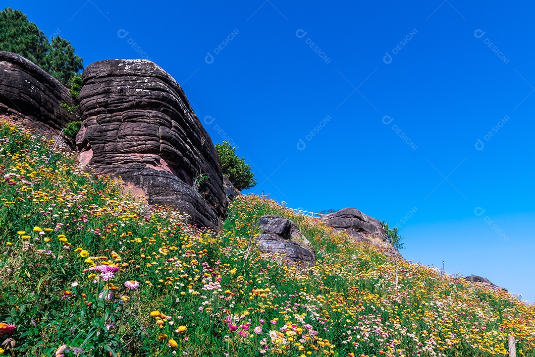 Lindas flores silvestres de prado flor de palha nas montanhas parque nacional Phu Hin Rong Kla Tailândia