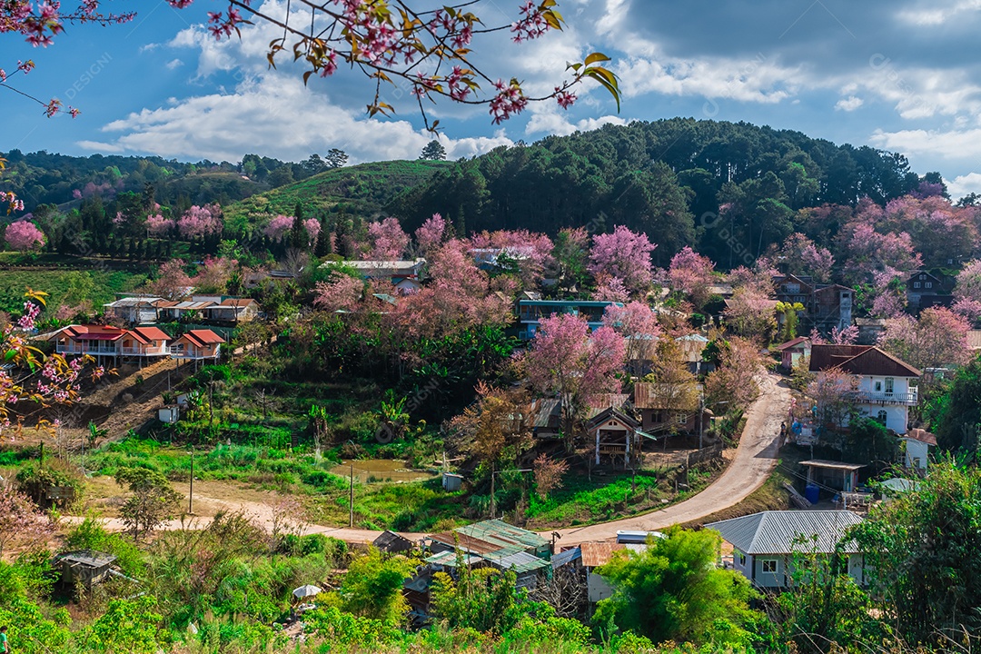Paisagem de lindas cerejeiras selvagens do Himalaia florescendo flores rosa