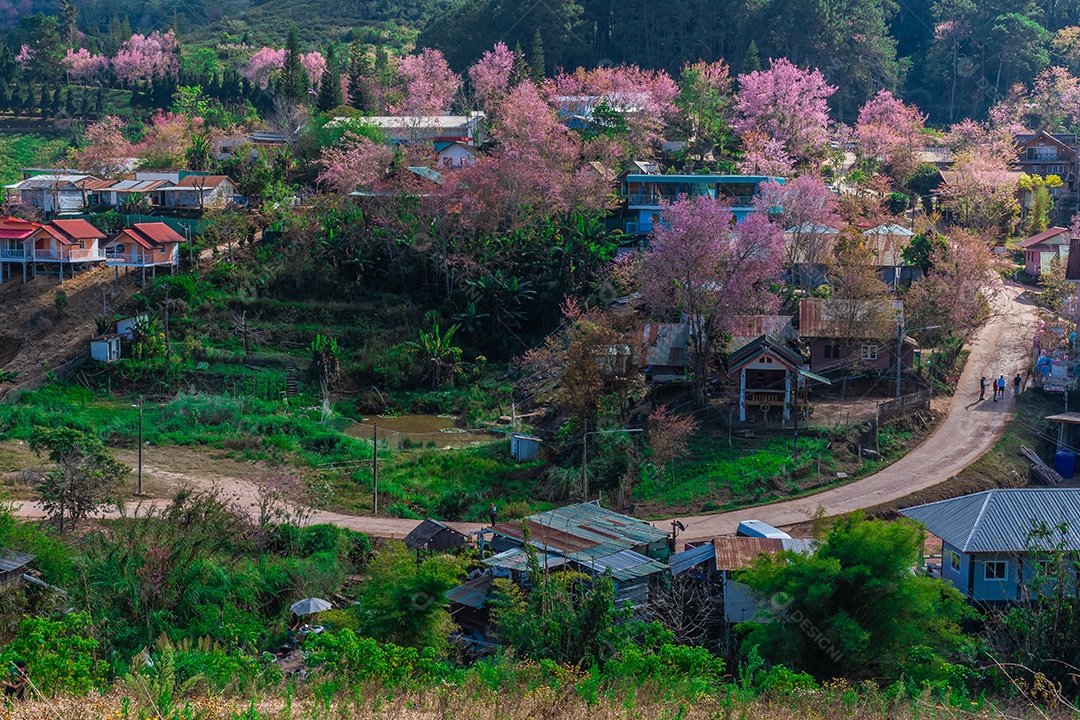 Paisagem de lindas cerejeiras selvagens do Himalaia florescendo flores rosa