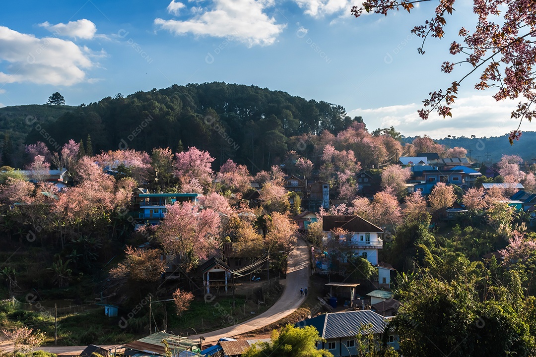 Paisagem de lindas cerejeiras selvagens do Himalaia florescendo flores rosa