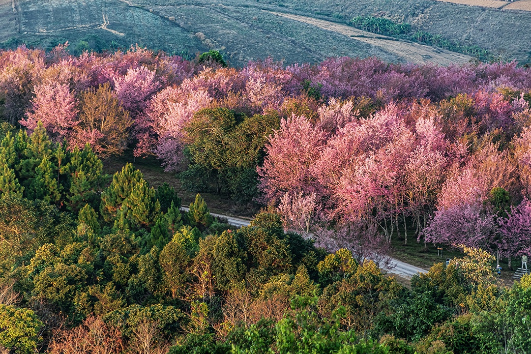 Paisagem de lindas cerejeiras selvagens do Himalaia florescendo flores rosa