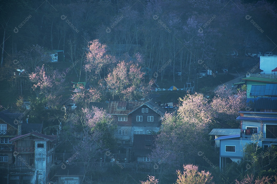 Paisagem de lindas cerejeiras selvagens do Himalaia florescendo flores rosa