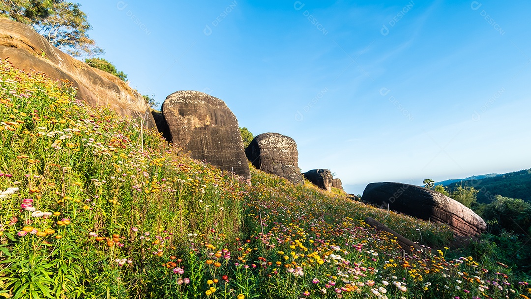 Lindas flores silvestres de prado flor de palha nas montanhas parque nacional Phu Hin Rong Kla Tailândia
