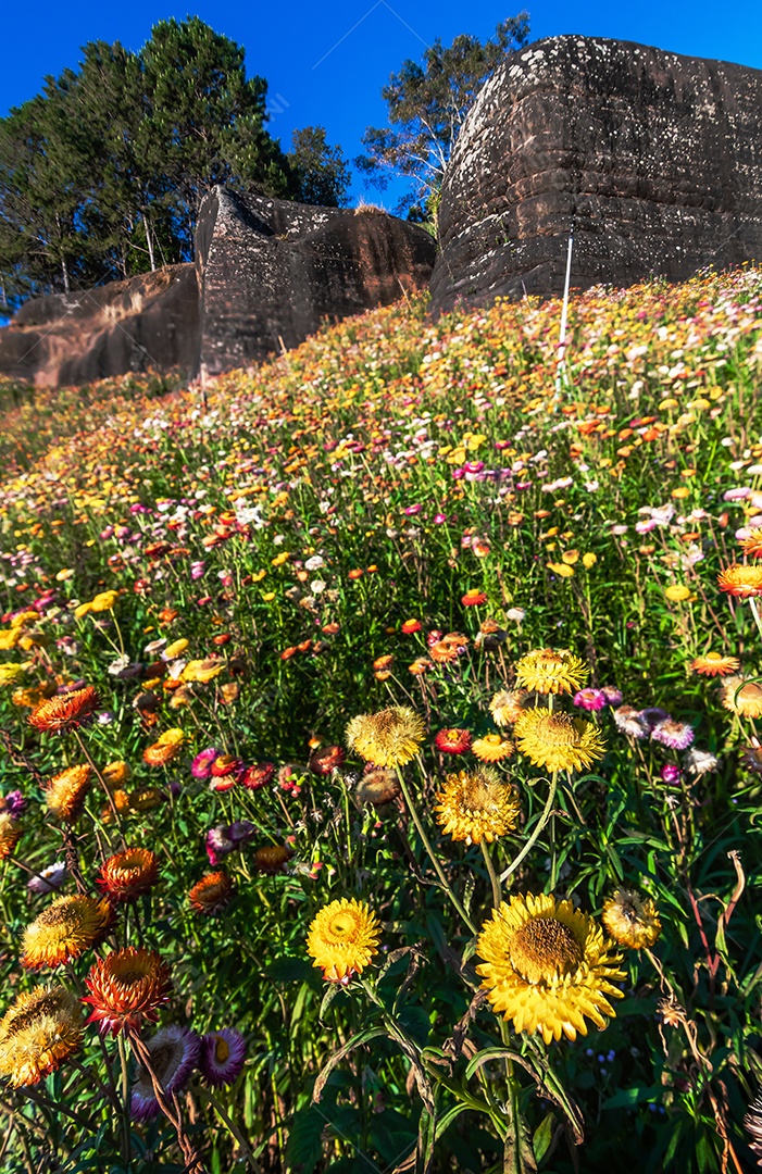 Lindas flores silvestres de prado flor de palha nas montanhas parque nacional Phu Hin Rong Kla Tailândia