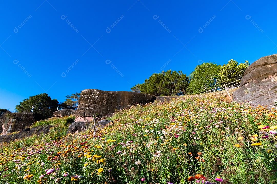 Lindas flores silvestres de prado flor de palha nas montanhas parque nacional Phu Hin Rong Kla Tailândia