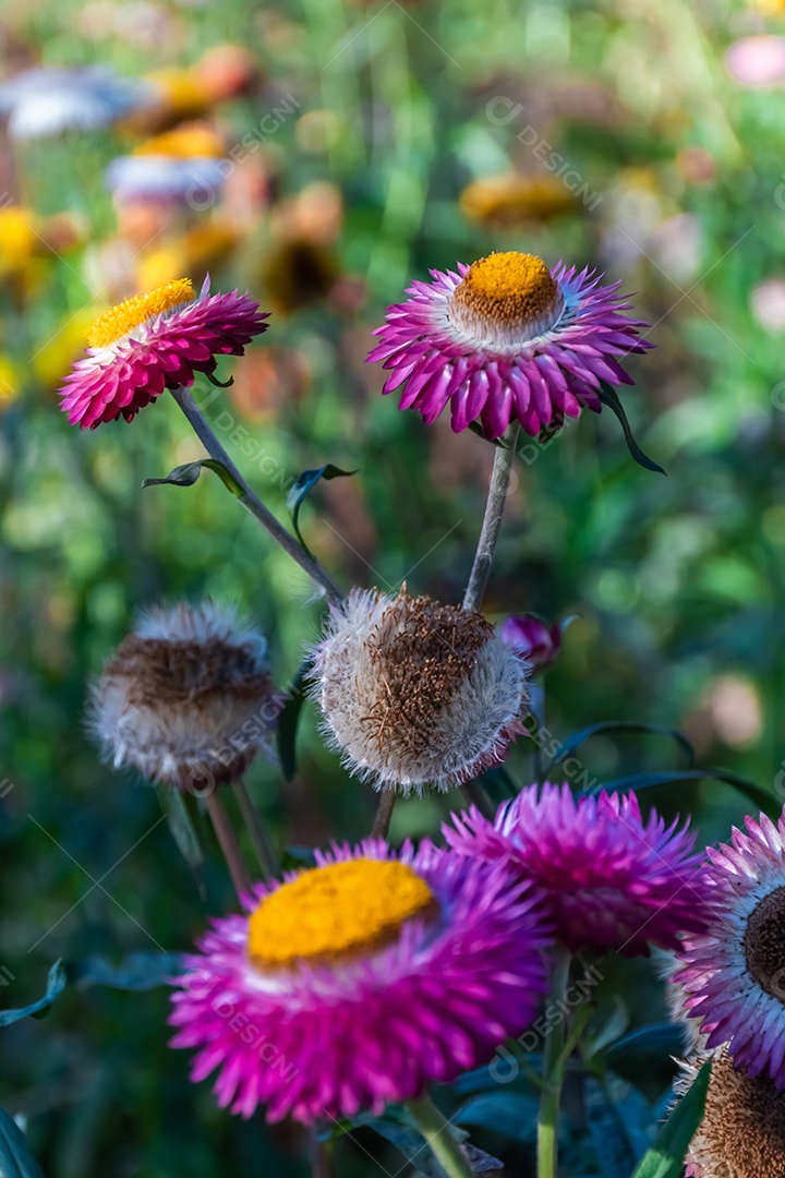 Lindas flores silvestres de prado flor de palha nas montanhas parque nacional Phu Hin Rong Kla Tailândia