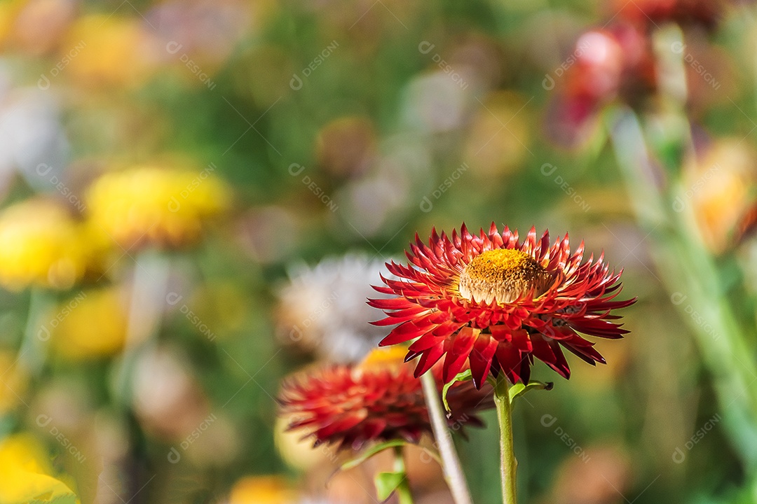 Lindas flores silvestres de prado flor de palha nas montanhas parque nacional Phu Hin Rong Kla Tailândia