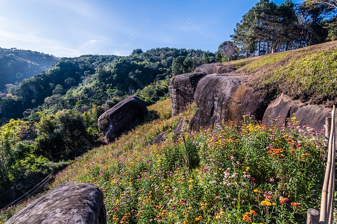 Lindas flores silvestres de prado flor de palha nas montanhas parque nacional Phu Hin Rong Kla Tailândia