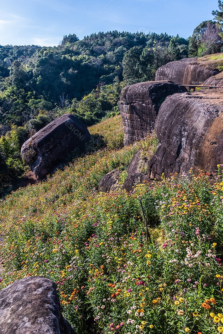 Lindas flores silvestres de prado flor de palha nas montanhas parque nacional Phu Hin Rong Kla Tailândia