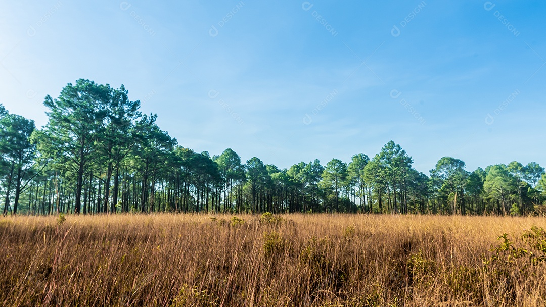 Floresta de pinheiros no verão no parque nacional Thung salaeng luang tailândia