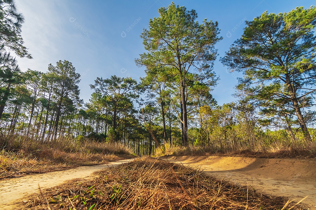 Floresta de pinheiros no verão no parque nacional Thung salaeng luang tailândia