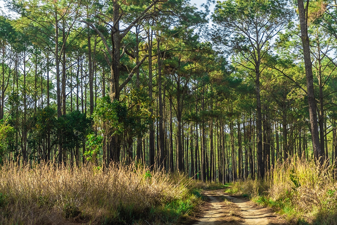 Floresta de pinheiros no verão no parque nacional Thung salaeng luang tailândia