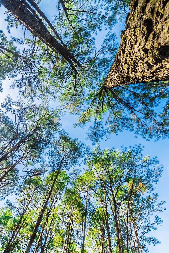 Floresta de pinheiros no verão no parque nacional Thung salaeng luang tailândia