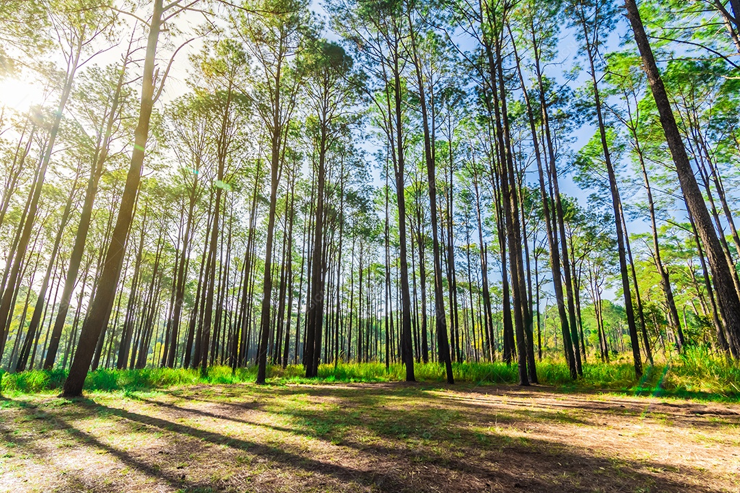 Floresta de pinheiros no verão no parque nacional Thung salaeng luang tailândia