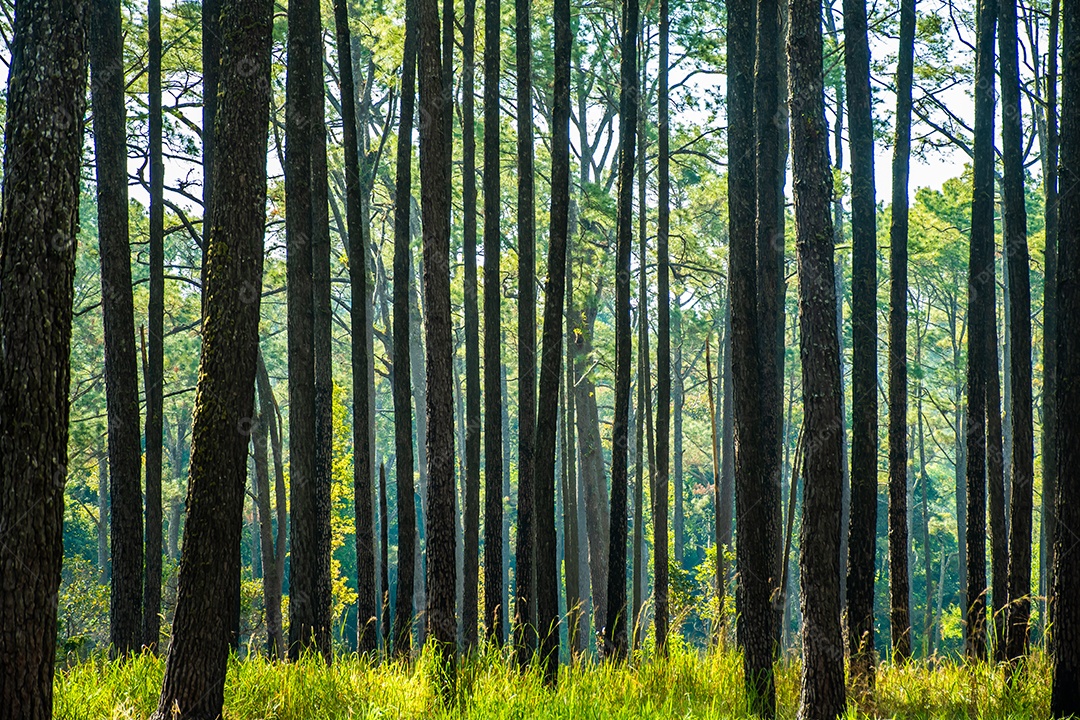 Floresta de pinheiros no verão no parque nacional Thung salaeng luang tailândia