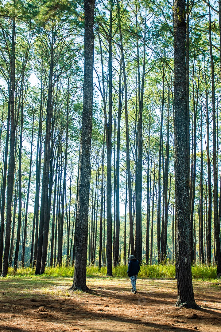Floresta de pinheiros no verão no parque nacional Thung salaeng luang tailândia
