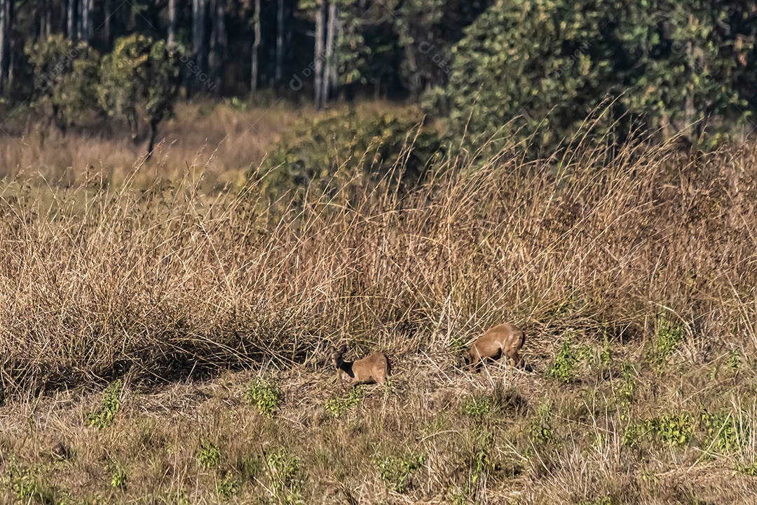 Veado no prado Área de Conservação da Vida Selvagem