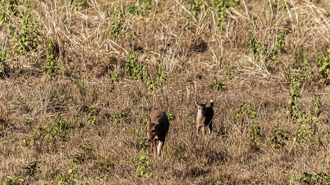 Veado no prado Área de Conservação da Vida Selvagem