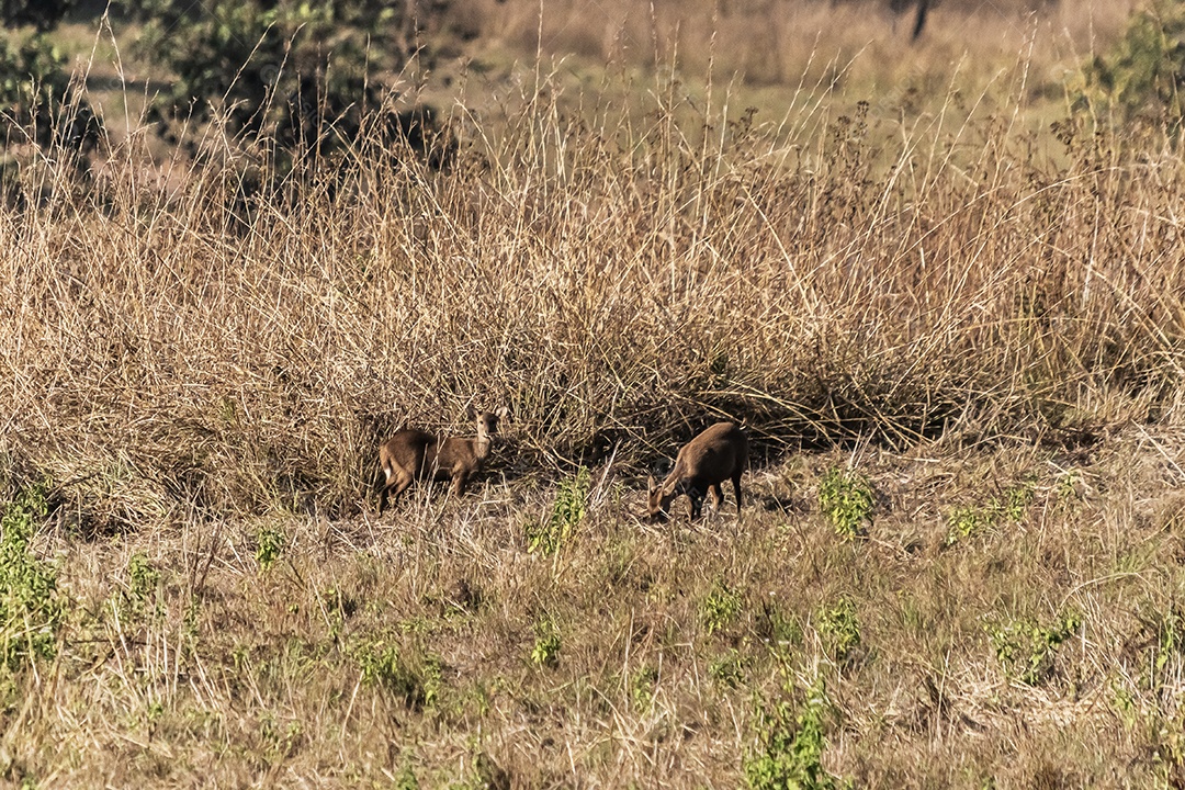 Veado no prado Área de Conservação da Vida Selvagem