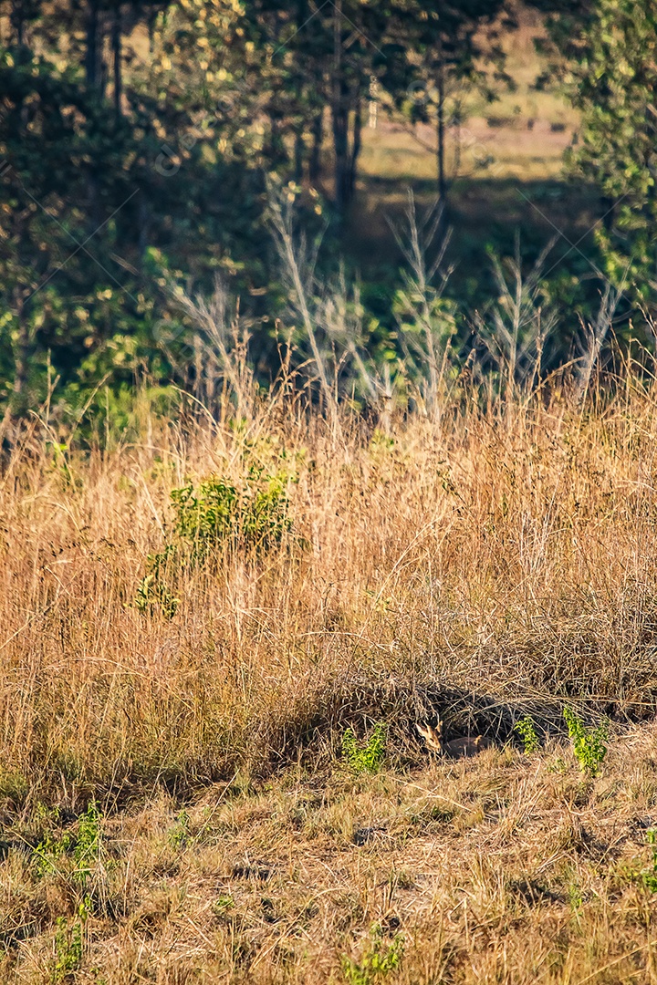 Veado no prado Área de Conservação da Vida Selvagem