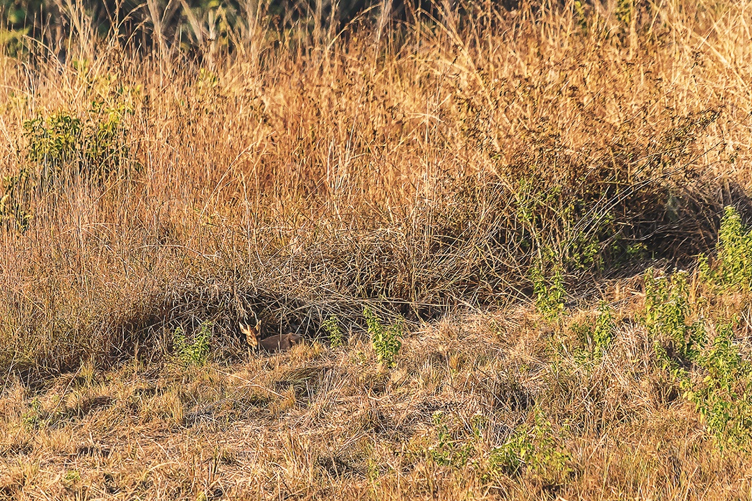 Veado no prado Área de Conservação da Vida Selvagem