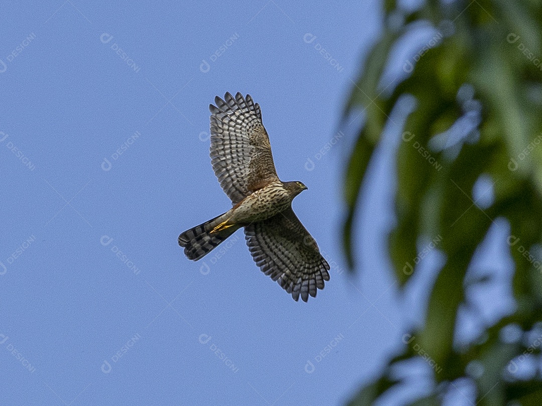 Pássaro voando sobre floresta