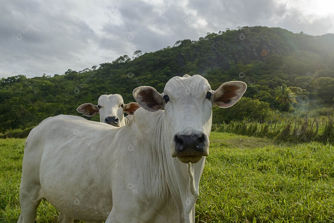 Gado Nelore. Bois em primeiro plano. pecuária brasileira. vaca louca.