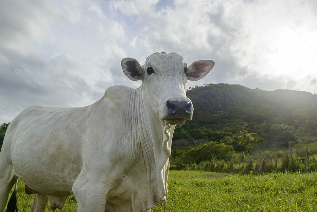 Gado Nelore. Bois em primeiro plano. pecuária brasileira. vaca louca.