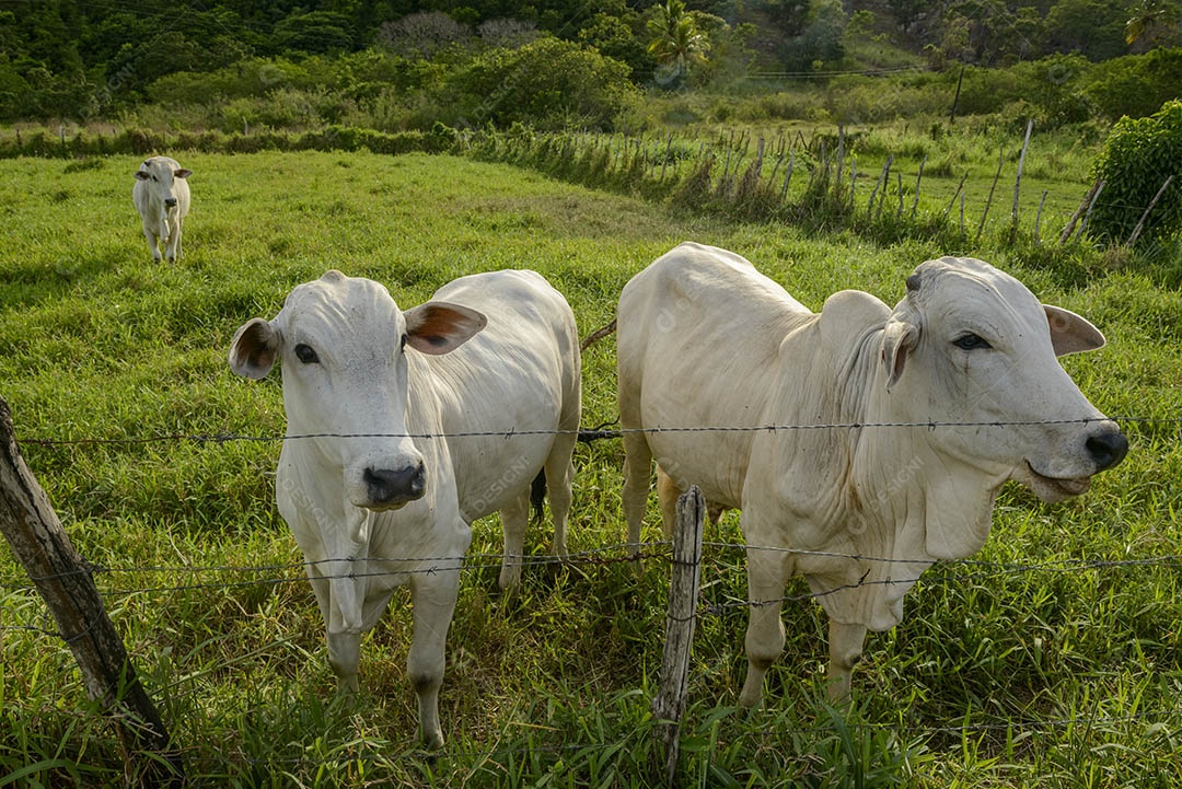 Gado Nelore. Bois em primeiro plano. pecuária brasileira. vaca louca.