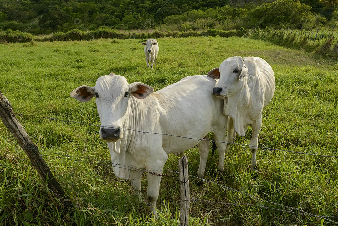 Gado Nelore. Bois em primeiro plano. pecuária brasileira. vaca louca.