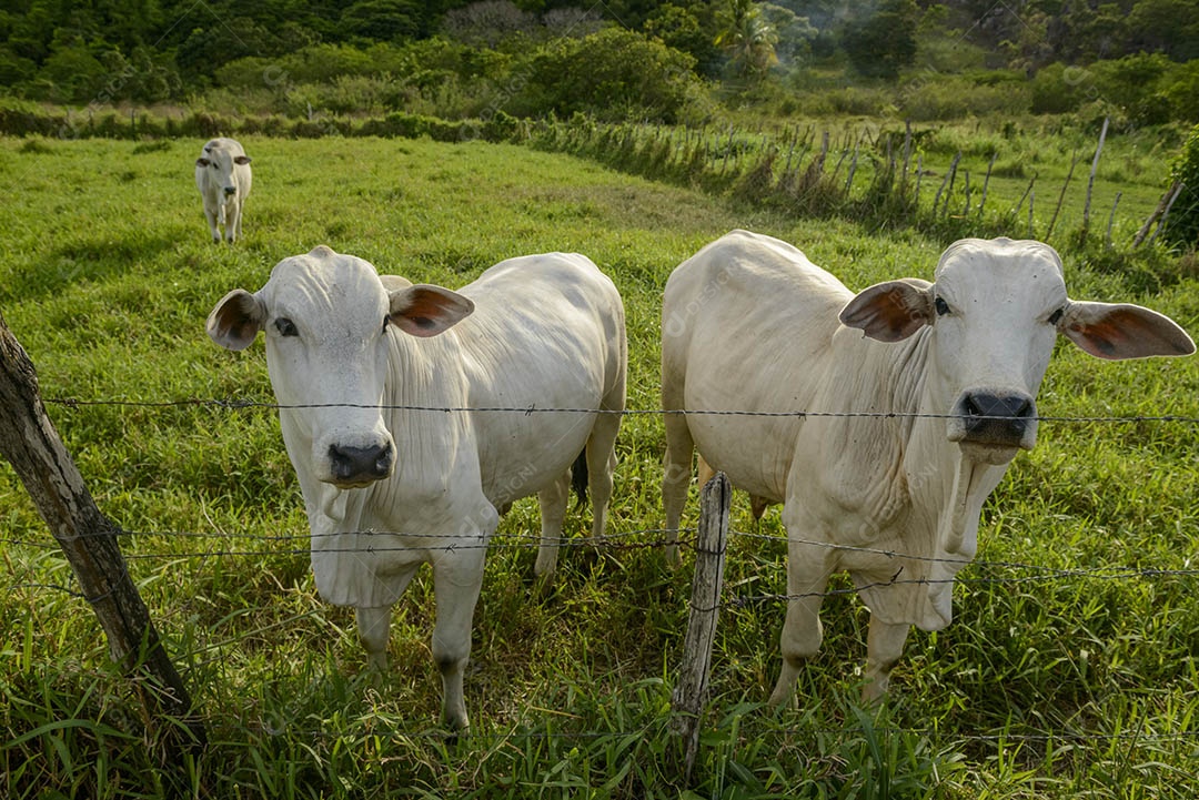 Gado Nelore. Bois em primeiro plano. pecuária brasileira. vaca louca.