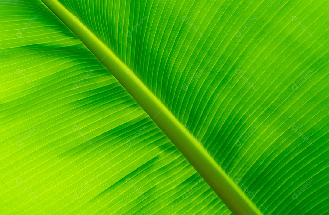 Closeup folha de bananeira verde claro.