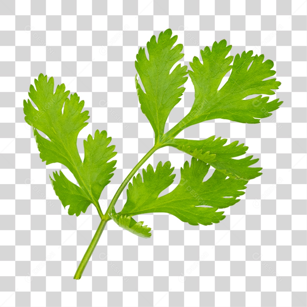 Galho de Coentro PNG Transparente