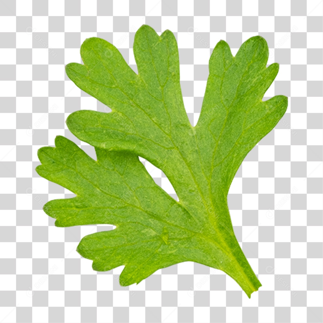 Folha de Salsa PNG Transparente