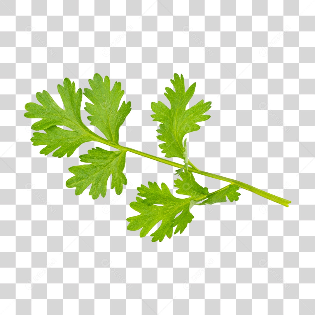 Coentro PNG Transparente