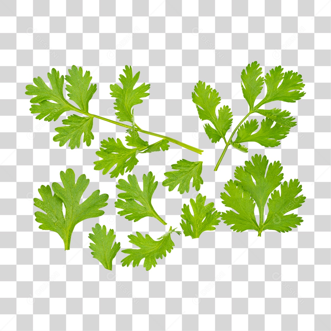 Coentro PNG Transparente