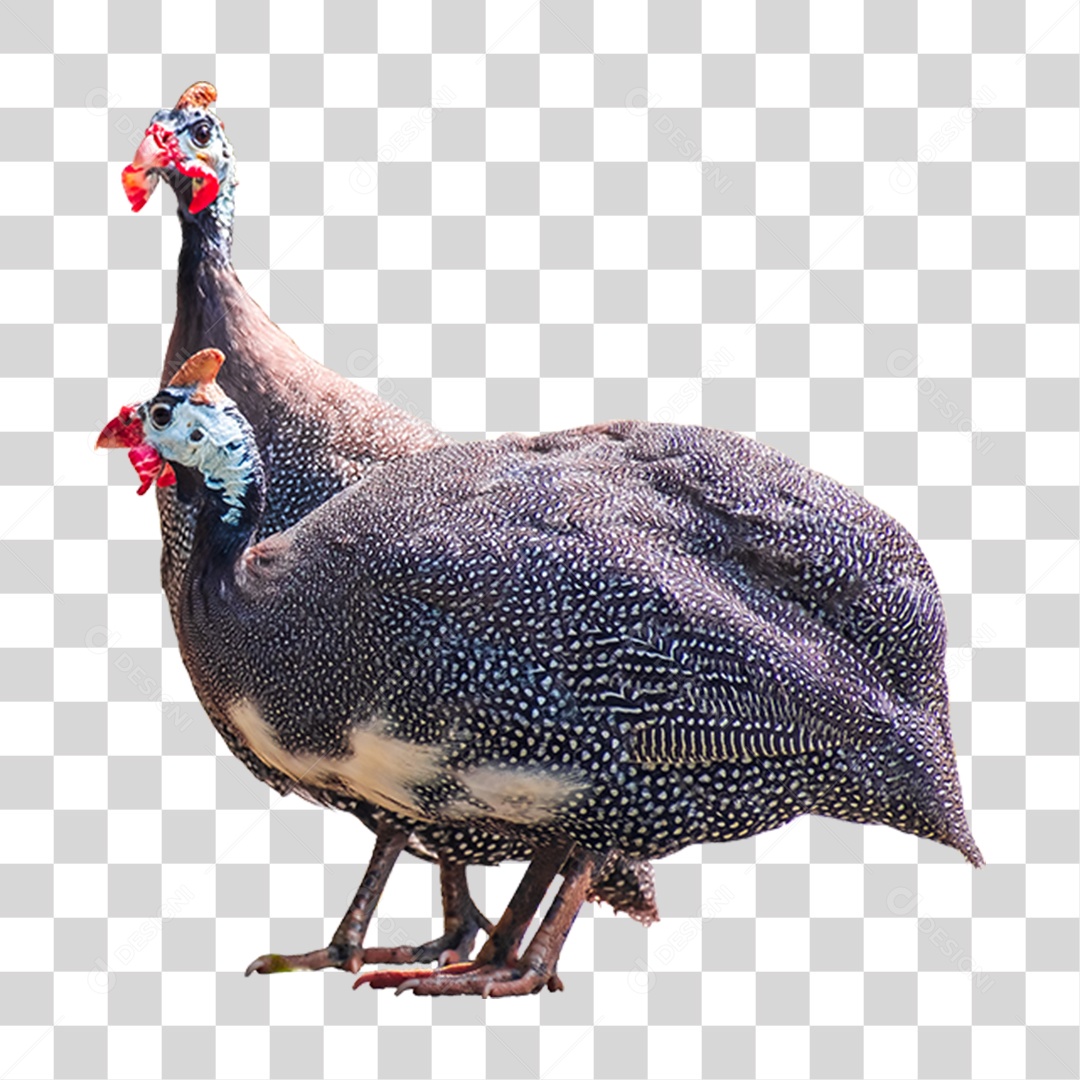 Aves Guine Galinha de Angola PNG Transparente