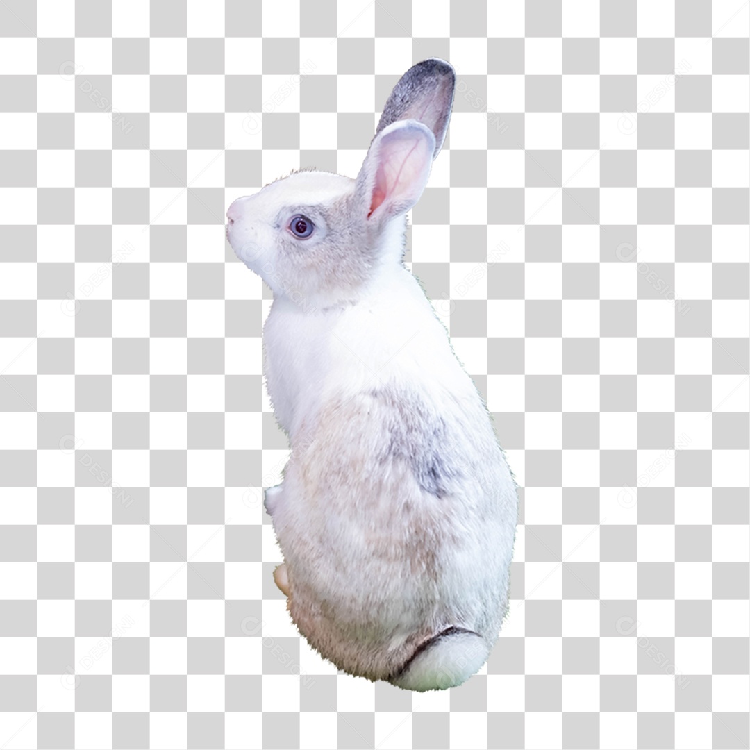 Coelho Branco PNG Transparente