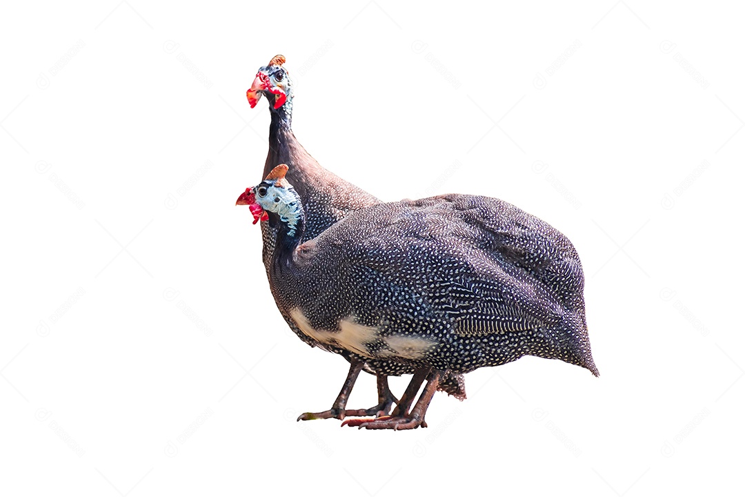 Frango da Guiné isolado no fundo branco, caminho de recorte inclui