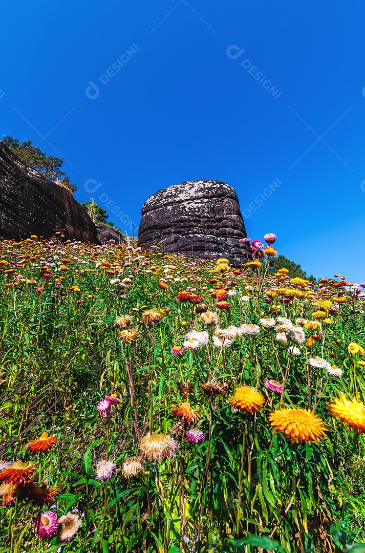 Lindas flores silvestres de prado flor de palha nas montanhas parque nacional Phu Hin Rong Kla Tailândia