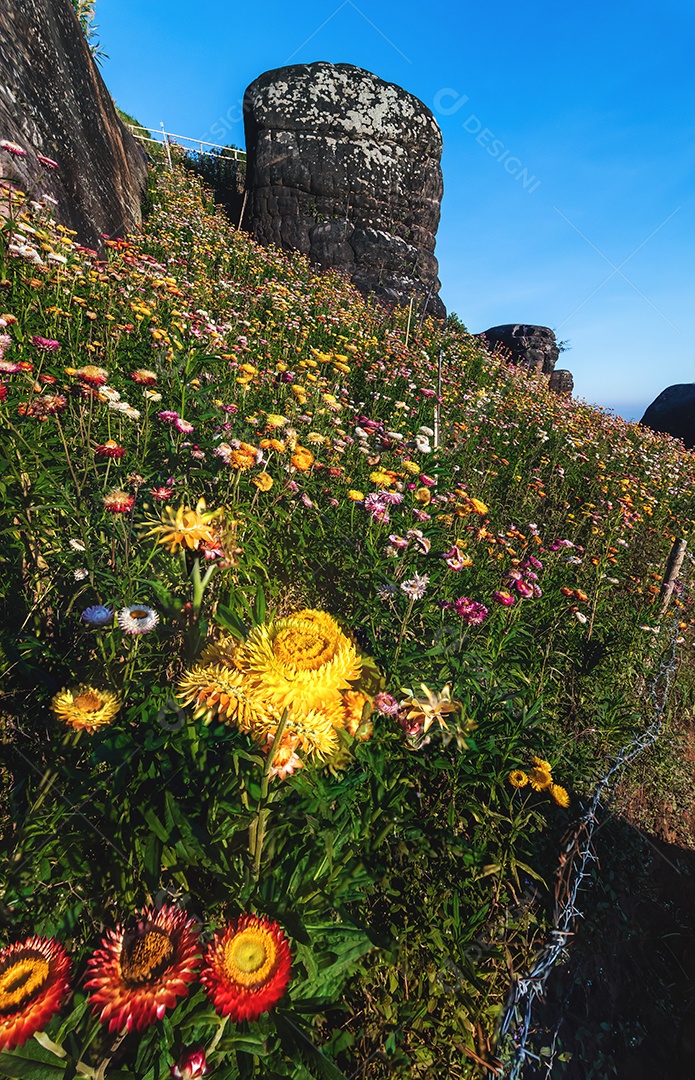 Lindas flores silvestres de prado flor de palha nas montanhas parque nacional Phu Hin Rong Kla Tailândia