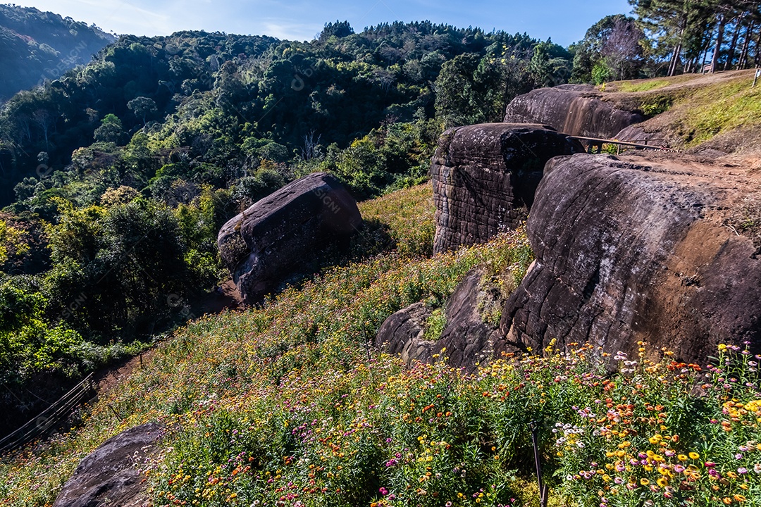 Lindas flores silvestres de prado flor de palha nas montanhas parque nacional Phu Hin Rong Kla Tailândia