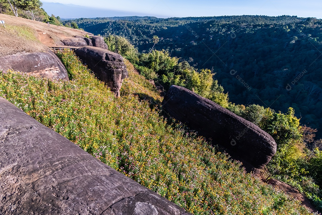 Lindas flores silvestres de prado flor de palha nas montanhas parque nacional Phu Hin Rong Kla Tailândia