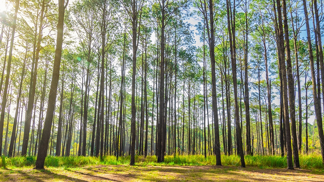 Floresta de pinheiros no verão no parque nacional Thung salaeng luang tailândia